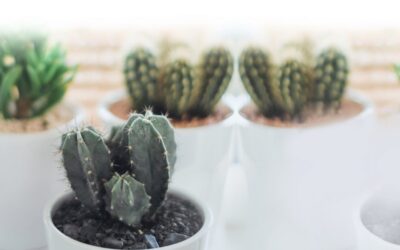 Maecenas Fringilla Augue